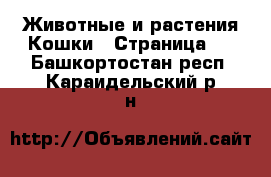 Животные и растения Кошки - Страница 2 . Башкортостан респ.,Караидельский р-н